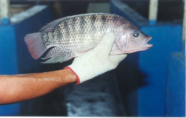 Tilapia Nilotica