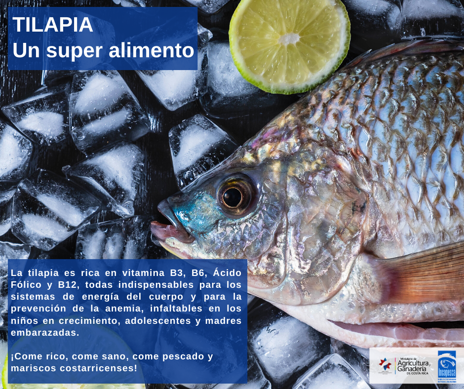 beneficios_nutricionales_tilapia4.png