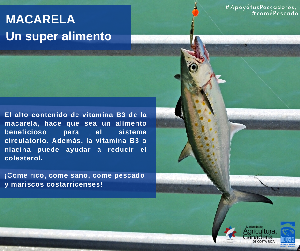 macarela_11.png