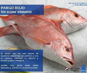 pargo_rojo_12.png