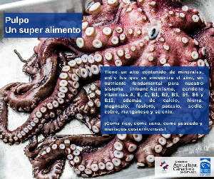 pulpo_13.png