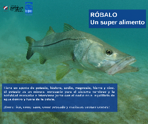 robalo_9.png