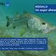 robalo_9.png