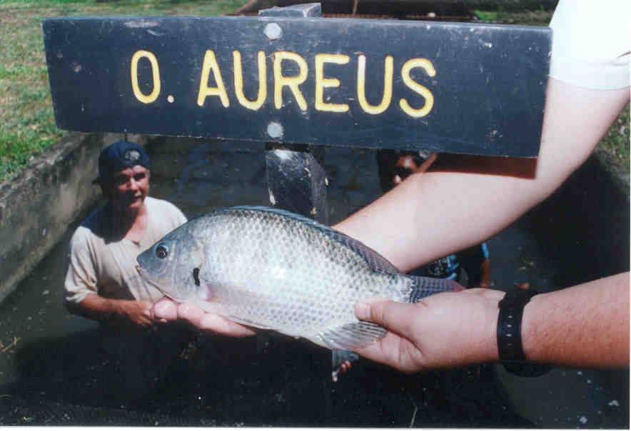Tilapia_Aurea.jpg
