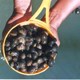 Caracol_agua_dulce.jpg