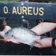 Tilapia_Aurea.jpg