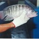 Tilapia_Nilotica.jpg