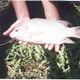 Tilapia_blancajpg.jpg