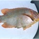 Tilapia_roja.jpg